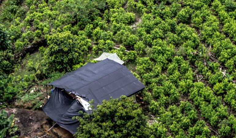 Narcotrafico: Colombia produce 100 toneladas de cocaína al año