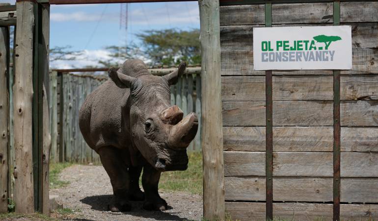 Caza: Kenia avisa a los cazadores furtivos que se enfrentan a la cadena perpetua