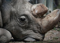 Muere "Sudan" el último Rinoceronte blanco macho que quedaba en el mundo