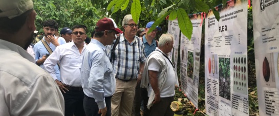 Cultivos ilícitos: Arauca es el segundo departamento exitoso en sustitución de cultivos Cultivos ilícitos: Arauca es el segundo departamento exitoso en sustitución de cultivos