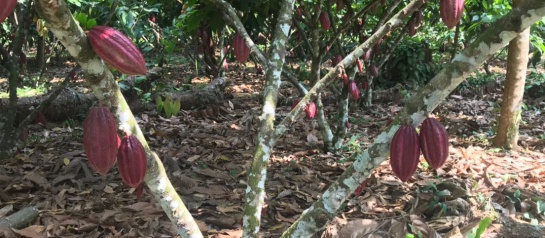 Cultivos ilícitos: Arauca es el segundo departamento exitoso en sustitución de cultivos Cultivos ilícitos: Arauca es el segundo departamento exitoso en sustitución de cultivos