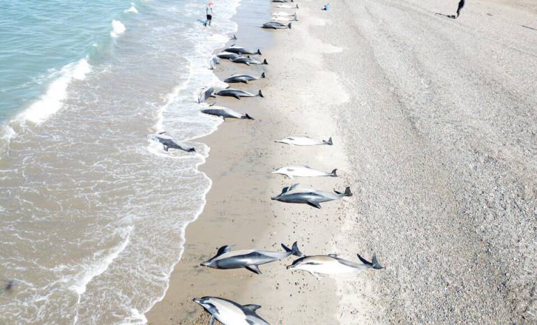 Encuentran 49 delfines muertos en una playa de Argentina