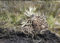 Un vehículo ingresó al páramo de Sumapaz y aplastó varios frailejones