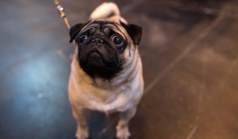 Perro saludo nazi: Joven enseña a perro saludo nazi y es enviado a la cárcel
