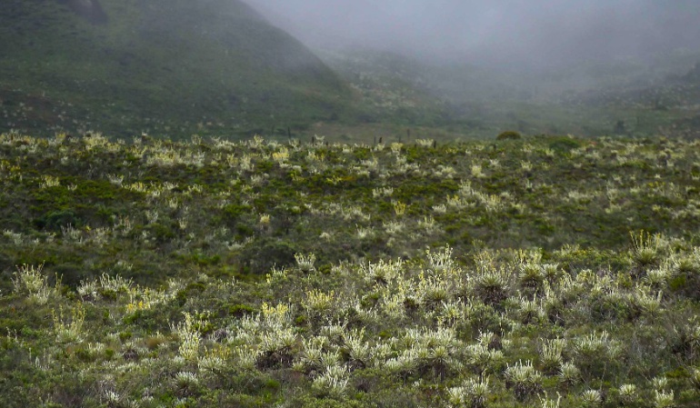 Plan de manejo del paramo en Boyacá: Aprobado el plan de manejo para el páramo de Rabanal
