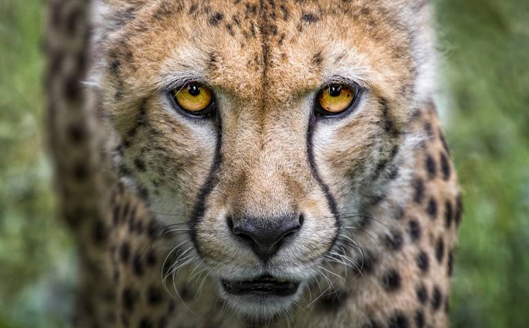 África, Animales Savajes: ¿Qué hacer cuando un chita se sube a un auto?