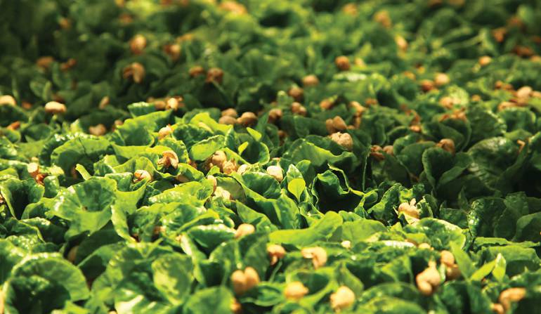 Producción de café: Producción de café en marzo registro un crecimiento del 2%