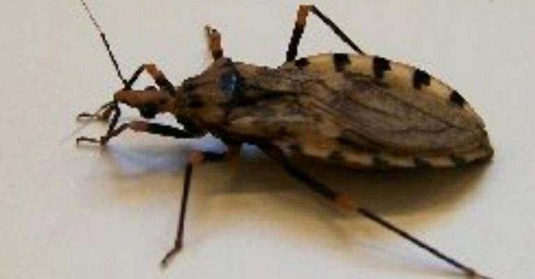 Enfermedad de chagas: Lo que debe saber de la enfermedad de Chagas