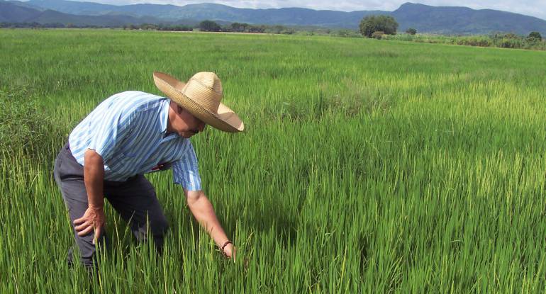 Cultivos de arroz