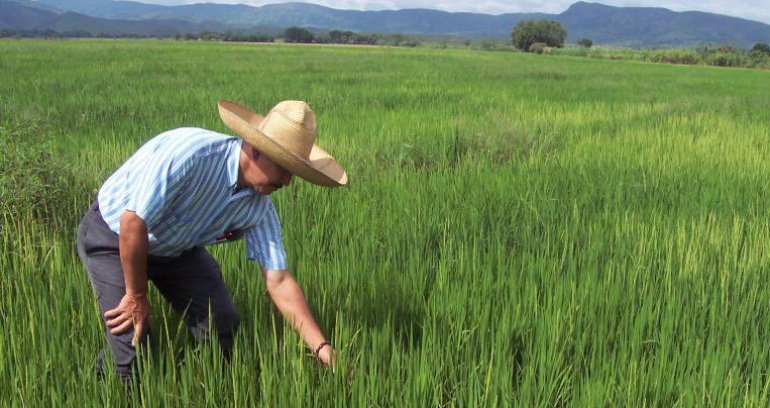 Precipitaciones cultivos precios: Fuertes precipitaciones ya han afectado a cultivos y precios de alimentos