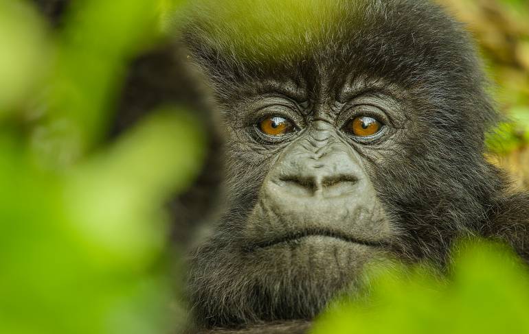 Animales en vía de extinción: Censo de gorilas en África indica declive en su población