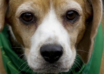 Extraditan a EE.UU. a veterinario que traficaba droga usando cachorros