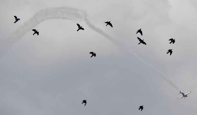 Aves