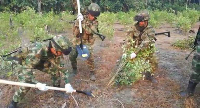 812.000 matas de coca fueron erradicadas por el Ejército en el Sur del país