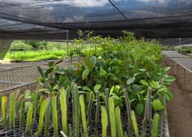 Colombia tendrá más de 11.000 hectáreas restauradas de bosque seco tropical