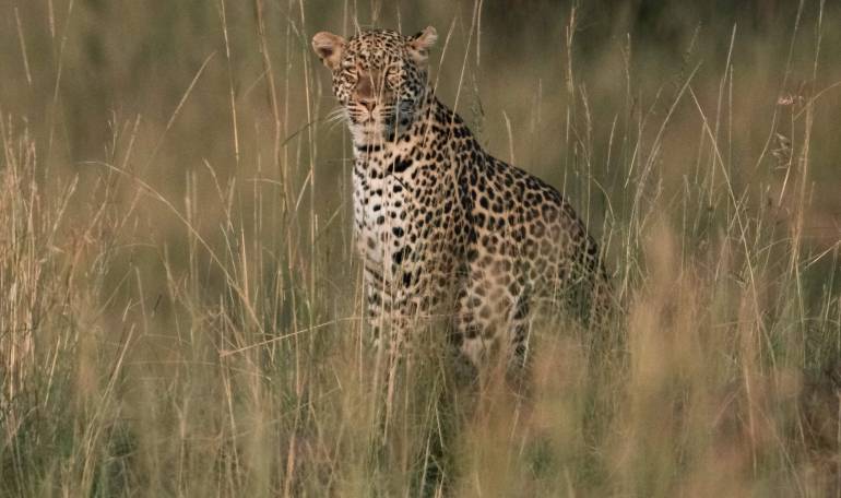 Leopardos: Un leopardo ataca y devora un niño en parque natural de Uganda