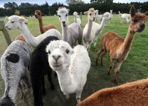 Clonar alpacas, la próxima meta de la universidad más antigua de América