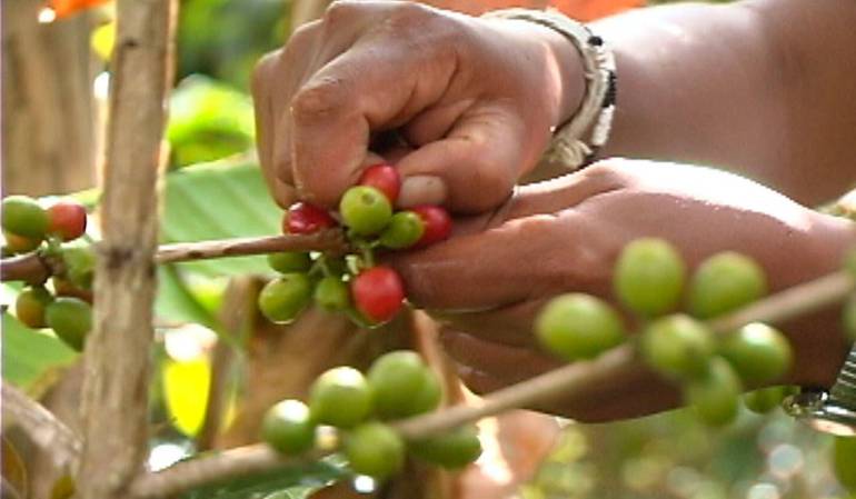 Árboles de Café: Gobierno buscará renovar 253.000 millones de árboles de café