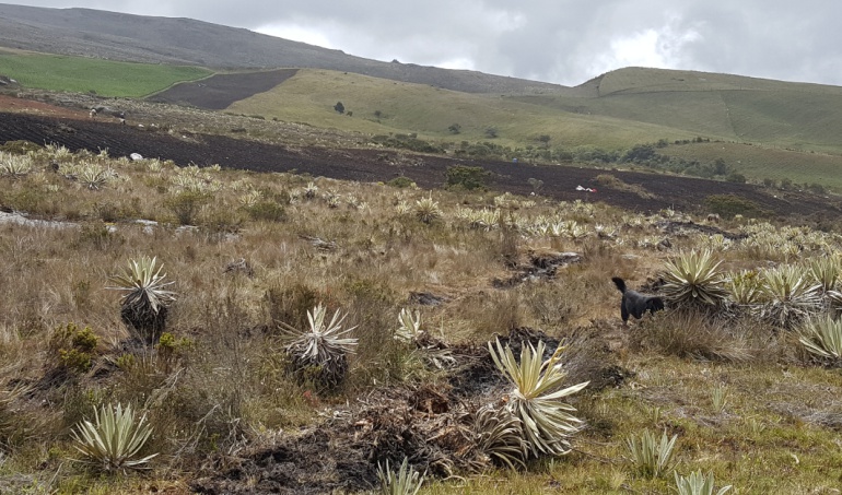 Biodiversidad en zonas libres de minas: Detectan más de 96000 datos biológicos en los 37 municipios libres de minas