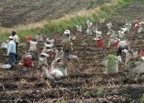 Campesinos venderán sus productos directamente en Carulla FreshMarket