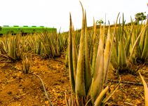 Curaçao es la cuna de varias hectáreas de sábila
