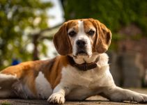 Condenan a hombre por despellejar vivo a un cachorro en Argentina
