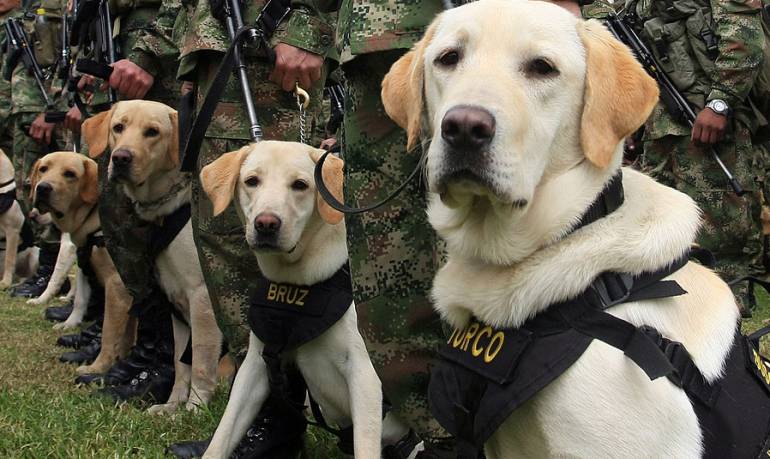 periodistas ecuatorianos: Perros de rescate buscan cadáveres de periodistas asesinados por 'Guacho'