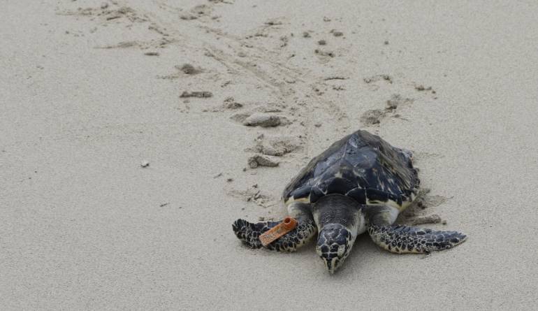 Nuevas especies de animales: Descubren nueva especie de tortuga en el oeste de México