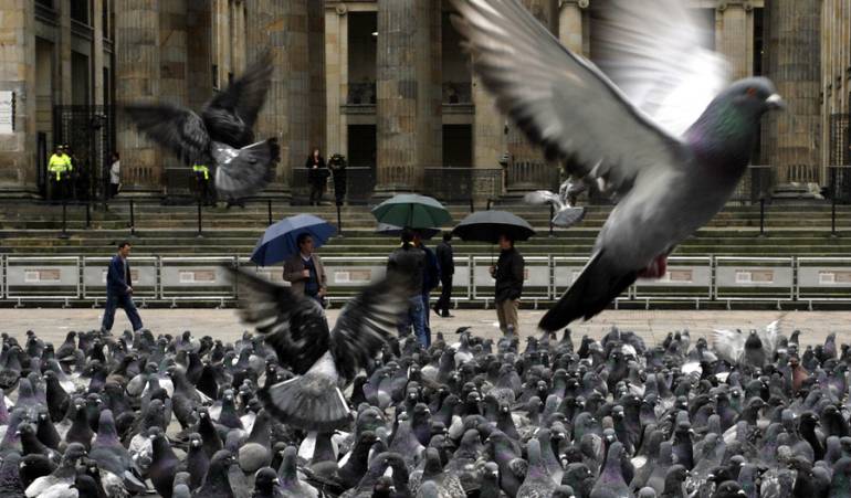 Parques con palomas: Sao Paulo multará con 50 dólares a quienes den de comer a las palomas