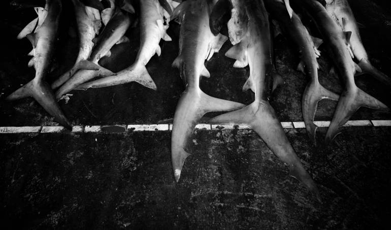 tiburones: Hallan más de 400 tiburones muertos en playas de Francia