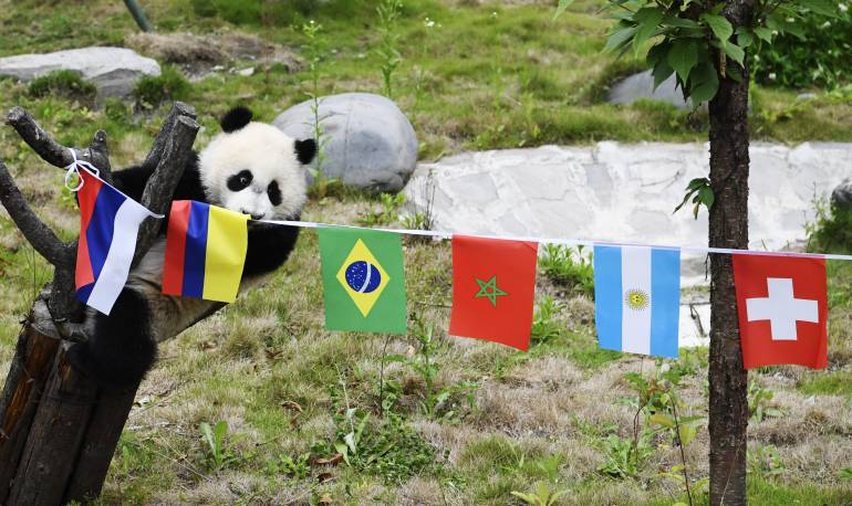 Panda World Cup 2018