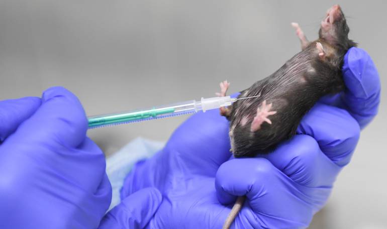Sida: Científicos chinos prueban en ratones posible anticuerpo contra VIH
