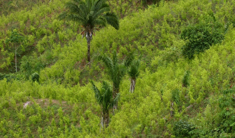 Normativas para protección ambiental: Listo decreto para pagos por servicios ambientales