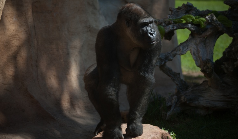 Animales que hablan: Muere Koko, la gorila capaz de "hablar" a través del lenguaje de signos