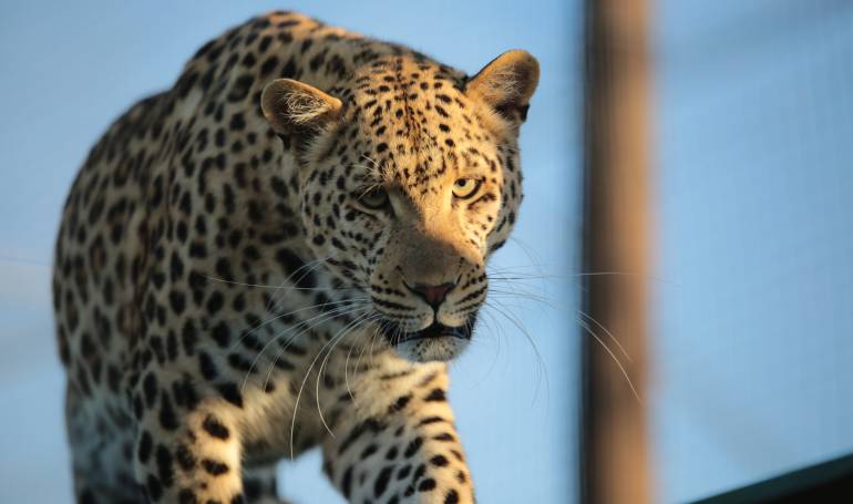 sacrificio de animales: Aldeanos matan leopardo de Sri Lanka, una especie en peligro de extinción