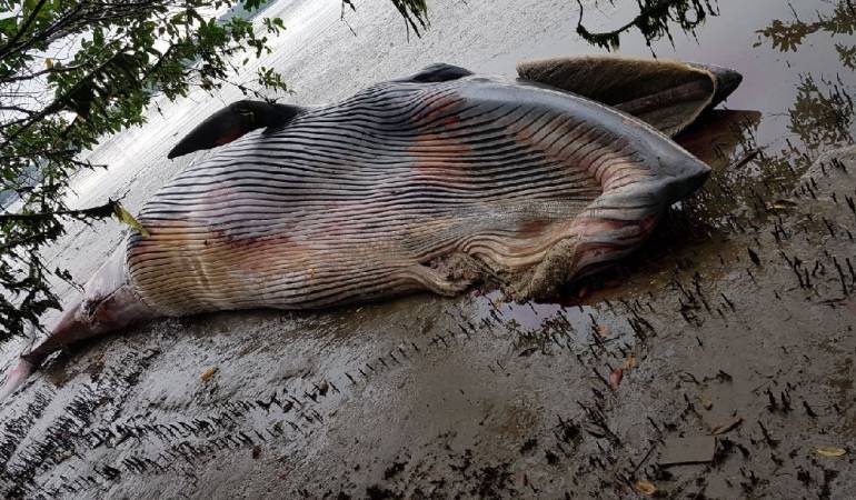 Encuentran ballena muerta en el Este de Uruguay