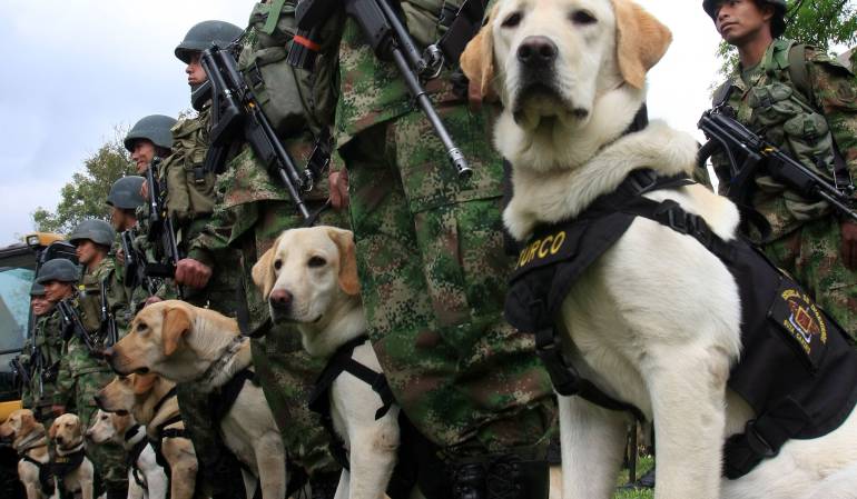 Por cuarta vez, caninos impiden ingreso de drogas a la cárcel de Cómbita: Por cuarta vez, caninos impiden ingreso de drogas a la cárcel de Cómbita