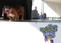 Conozca el perro más feo del mundo