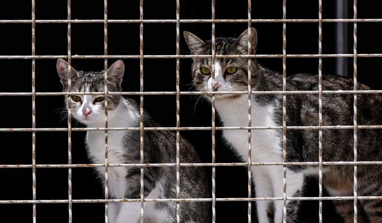 maltrato fauna: 3 años de cárcel para un keniano que mató a mil gatos para vender su carne