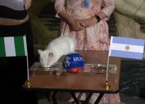 Video: el gato Aquiles predijo que Argentina saldrá del Mundial