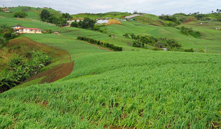 Agricultura