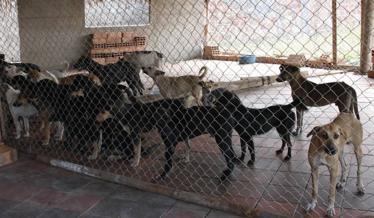 Perros