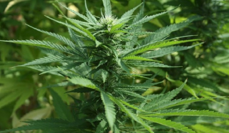 Marihuana en adultos mayores: Aumenta consumo de marihuana medicinal en personas de la tercera edad