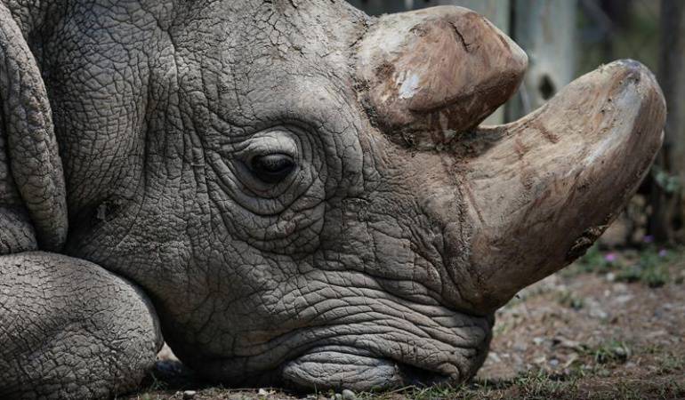 Animales en vía de extinción: Crean en laboratorio embriones híbridos de rinoceronte blanco casi extinto