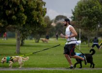 Centro Canino de la Cruz Roja realizará festival dedicado a mascotas