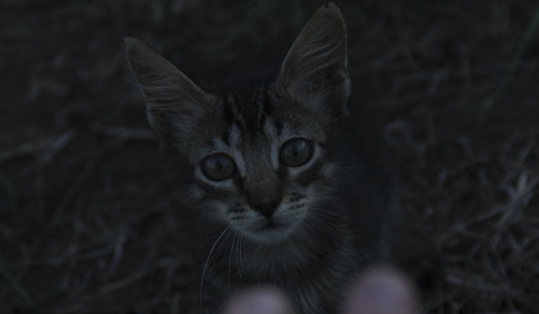 Gato.