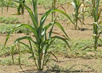 IDEAM anuncia que El Niño podría llegar este año