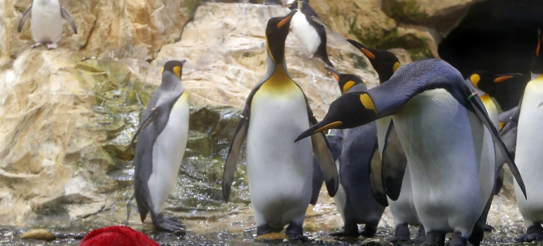 pingüinos rey.