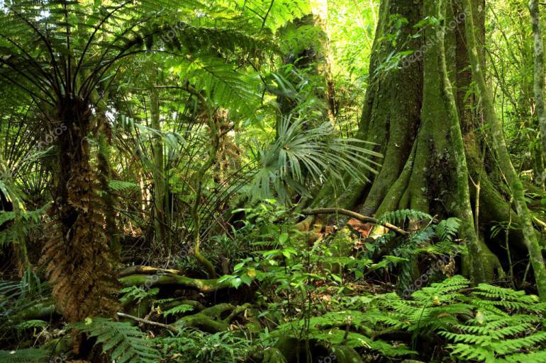 Conservar los bosques para prevenir las quemas