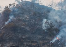 Los terribles efectos de los incendios forestales
